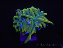 WYSIWYG RAH Euphyllia glabrescens (Recifathome Breeding) 16C1