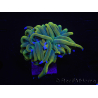 WYSIWYG RAH Euphyllia glabrescens (Allevamento Recifathome) 16C1