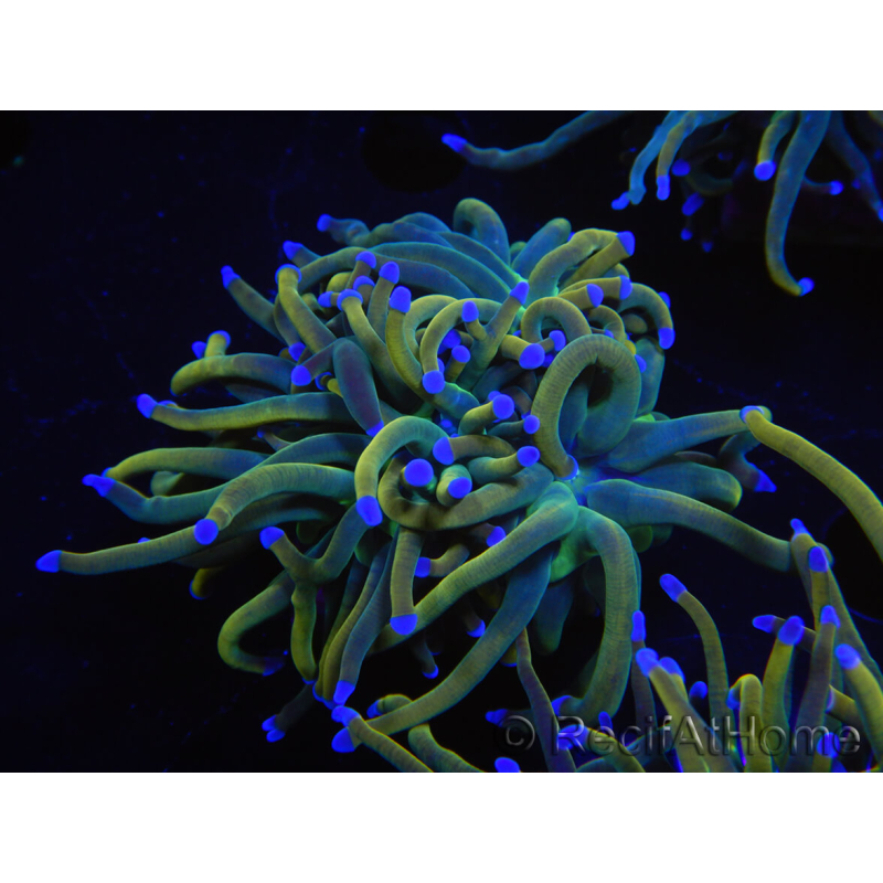 WYSIWYG RAH Euphyllia glabrescens (Elevage Recifathome) 16C1