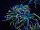 WYSIWYG RAH Euphyllia glabrescens (Elevage Recifathome) 16A2