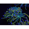 WYSIWYG RAH Euphyllia glabrescens (Elevage Recifathome) 16A2