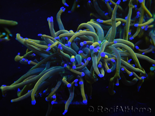 WYSIWYG RAH Euphyllia glabrescens (Elevage Recifathome) 16C1