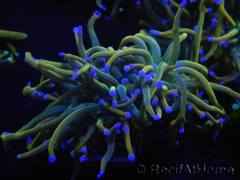 WYSIWYG RAH Euphyllia glabrescens (Elevage Recifathome) 16A3