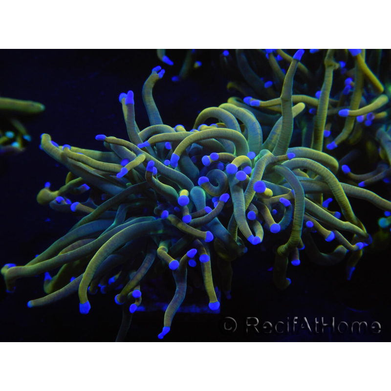 WYSIWYG RAH Euphyllia glabrescens (Allevamento Recifathome) 16C1