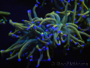 WYSIWYG RAH Euphyllia glabrescens (Zucht Recifathome) 16C1