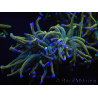 WYSIWYG RAH Euphyllia glabrescens (Elevage Recifathome) 16C1