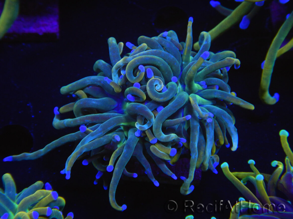 WYSIWYG RAH Euphyllia glabrescens (Elevage Recifathome) 16A4