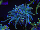 WYSIWYG RAH Euphyllia glabrescens (Allevamento Recifathome) 16C1