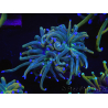WYSIWYG RAH Euphyllia glabrescens (Elevage Recifathome) 16A4