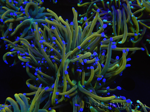 WYSIWYG RAH Euphyllia glabrescens (Cría Recifathome) 16C1