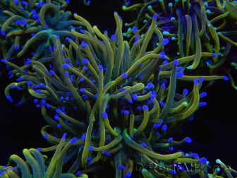 WYSIWYG RAH Euphyllia glabrescens (Recifathome Breeding) 16C1