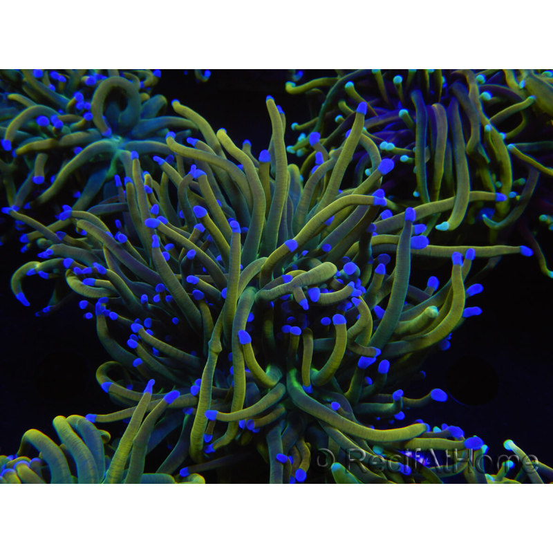 WYSIWYG RAH Euphyllia glabrescens (Elevage Recifathome) 16C1