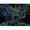 WYSIWYG RAH Euphyllia glabrescens (Elevage Recifathome) 16A5