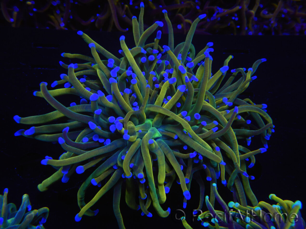 WYSIWYG RAH Euphyllia glabrescens (Recifathome Breeding) 16C1