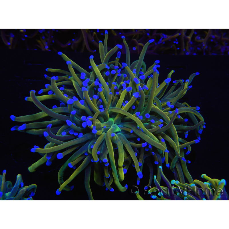 WYSIWYG RAH Euphyllia glabrescens (Elevage Recifathome) 16C1