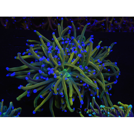 WYSIWYG RAH Euphyllia glabrescens (Elevage Recifathome) 16C1