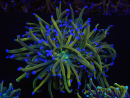 WYSIWYG RAH Euphyllia glabrescens (Recifathome Breeding) 16C1