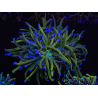 WYSIWYG RAH Euphyllia glabrescens (Elevage Recifathome) 16C1