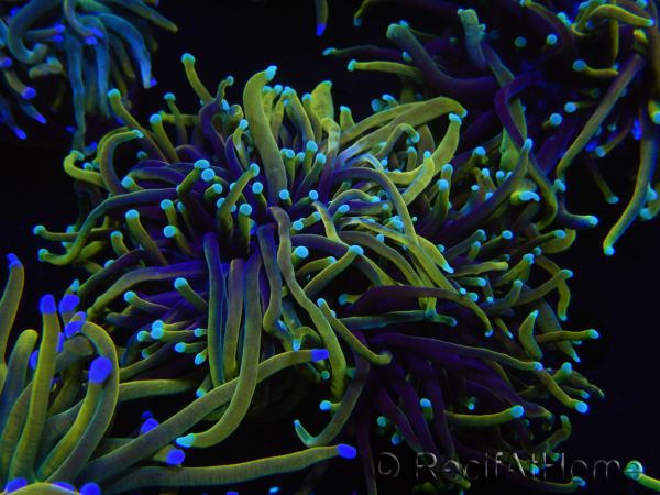 WYSIWYG RAH Euphyllia glabrescens (Elevage Recifathome) 16B1