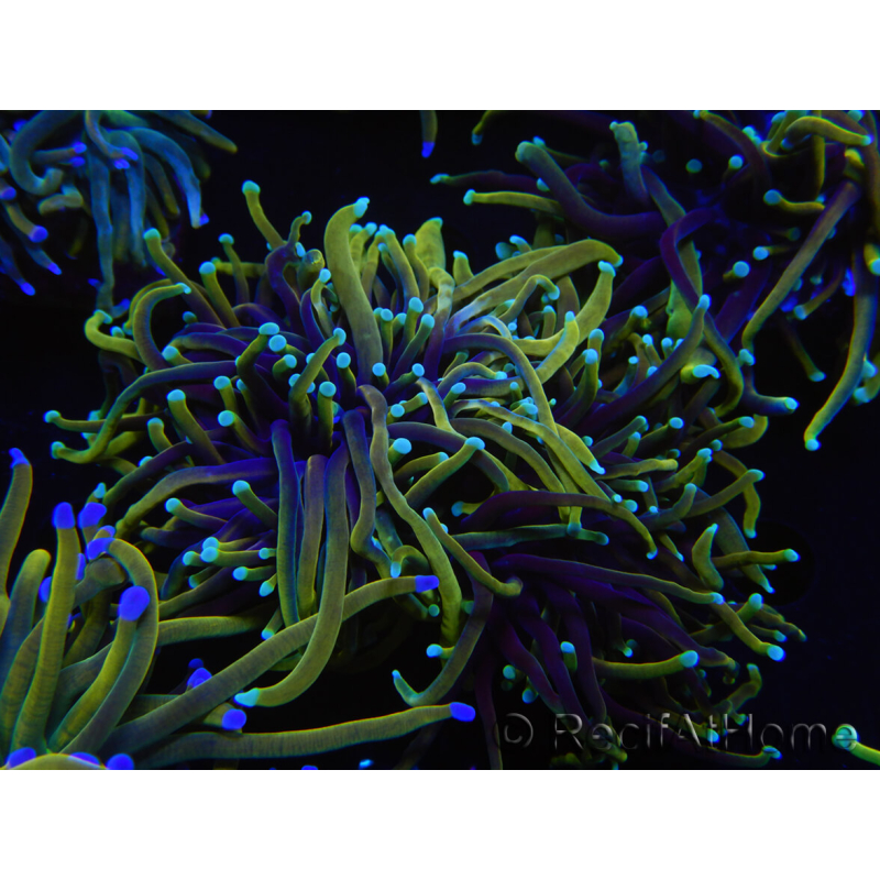 WYSIWYG RAH Euphyllia glabrescens (Cría Recifathome) 16C1