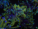 WYSIWYG RAH Euphyllia glabrescens (Elevage Recifathome) 16C1