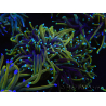 WYSIWYG RAH Euphyllia glabrescens (Elevage Recifathome) 16C1