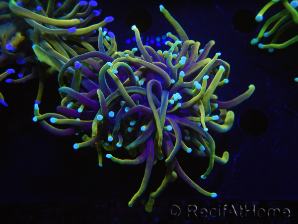 WYSIWYG RAH Euphyllia glabrescens (Elevage Recifathome) 16C1