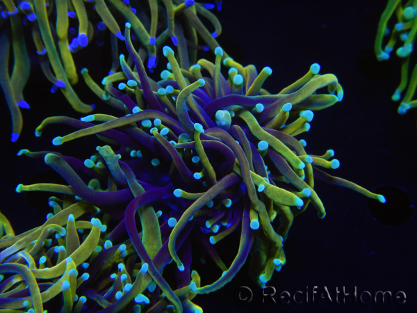 WYSIWYG RAH Euphyllia glabrescens (Elevage Recifathome) 16C1