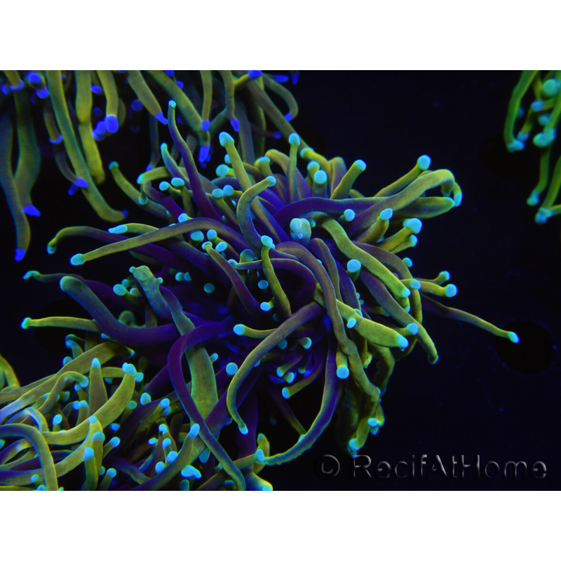 WYSIWYG RAH Euphyllia glabrescens (Elevage Recifathome) 16B3
