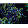 WYSIWYG RAH Euphyllia glabrescens (Allevamento Recifathome) 16C1
