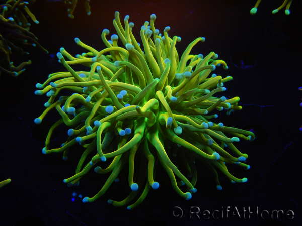 WYSIWYG RAH Euphyllia glabrescens (Zucht Recifathome) 16C1
