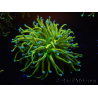 WYSIWYG RAH Euphyllia glabrescens (Zucht Recifathome) 16C1