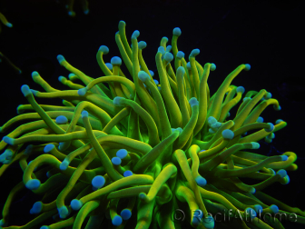 WYSIWYG RAH Euphyllia glabrescens (Elevage Recifathome) 16B4