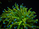 WYSIWYG RAH Euphyllia glabrescens (Cría Recifathome) 16C1