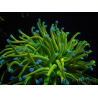WYSIWYG RAH Euphyllia glabrescens (Allevamento Recifathome) 16C1