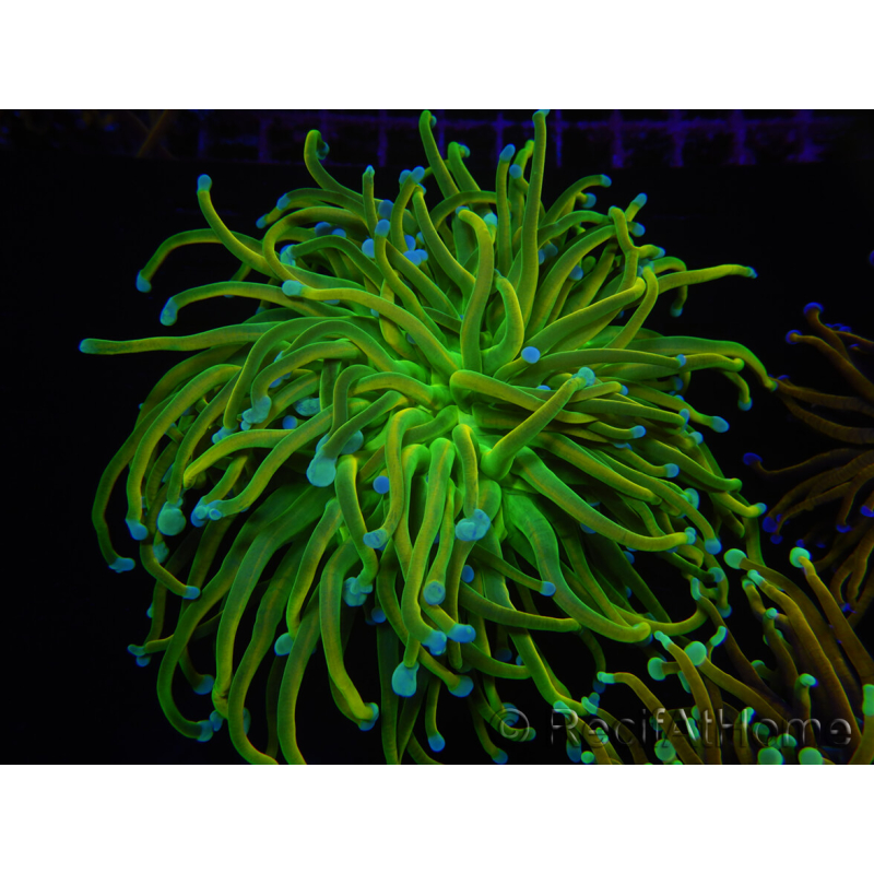 WYSIWYG RAH Euphyllia glabrescens (Cría Recifathome) 16C1