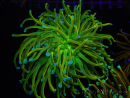 WYSIWYG RAH Euphyllia glabrescens (Recifathome Breeding) 16C1