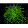 WYSIWYG RAH Euphyllia glabrescens (Recifathome Breeding) 16C1