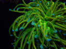 WYSIWYG RAH Euphyllia glabrescens (Recifathome Breeding) 16C1