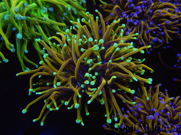 WYSIWYG RAH Euphyllia glabrescens (Elevage Recifathome) 16B6