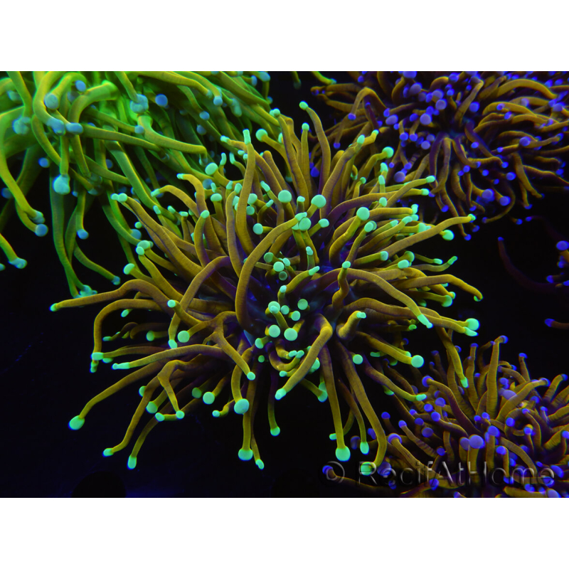 WYSIWYG RAH Euphyllia glabrescens (Cría Recifathome) 16C1