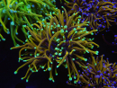 WYSIWYG RAH Euphyllia glabrescens (Allevamento Recifathome) 16C1