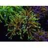 WYSIWYG RAH Euphyllia glabrescens (Zucht Recifathome) 16C1