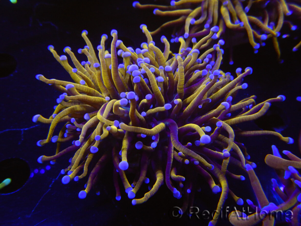 WYSIWYG RAH Euphyllia glabrescens (Zucht Recifathome) 16C1