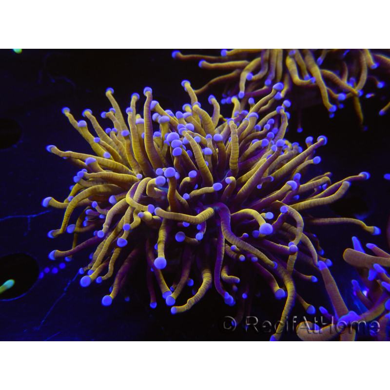 WYSIWYG RAH Euphyllia glabrescens (Elevage Recifathome) 16C1