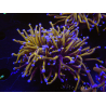 WYSIWYG RAH Euphyllia glabrescens (Zucht Recifathome) 16C1