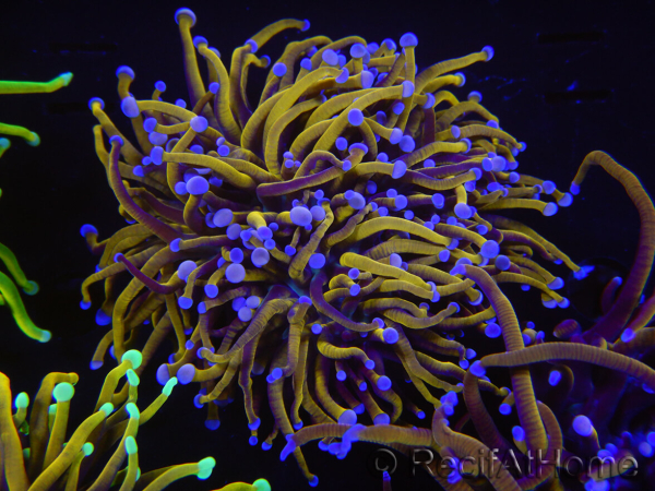 WYSIWYG RAH Euphyllia glabrescens (Zucht Recifathome) 16C1