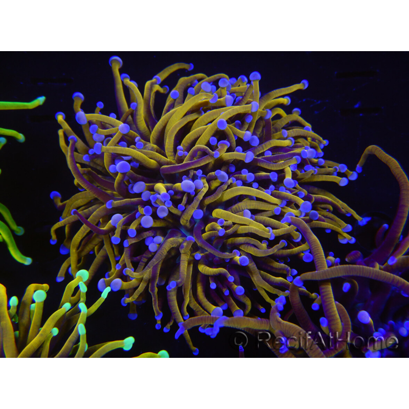 WYSIWYG RAH Euphyllia glabrescens (Elevage Recifathome) 16C1