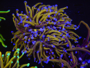 WYSIWYG RAH Euphyllia glabrescens (Allevamento Recifathome) 16C1