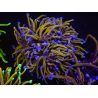 WYSIWYG RAH Euphyllia glabrescens (Allevamento Recifathome) 16C1